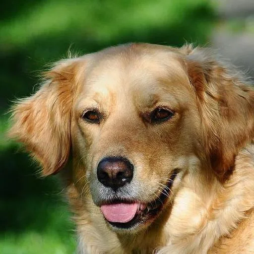 Mixed #2919, a Golden Retriever in the PetMatch pool