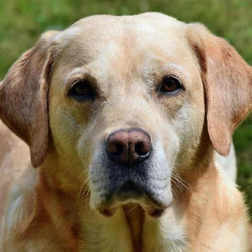 Mixed #2591, a Labrador Retriever in the PetMatch pool