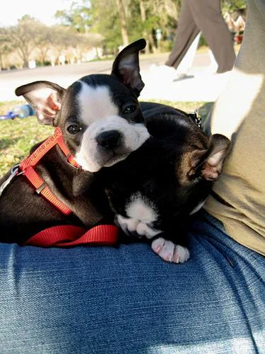 Boston Bull #23, a Boston Terrier in the PetMatch pool