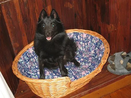Schipperke #70, a Schipperke in the PetMatch pool