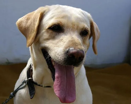 Labrador Retriever #67, a Labrador Retriever in the PetMatch pool