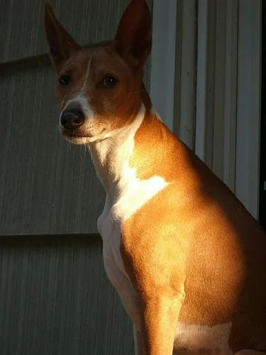 Basenji #117, a Basenji in the PetMatch pool