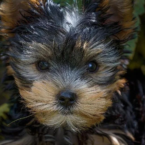 Mixed #2113, a Yorkshire Terrier in the PetMatch pool