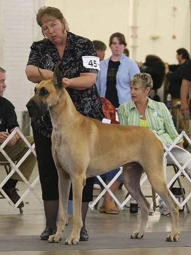 Great Dane #23, a Great Dane in the PetMatch pool