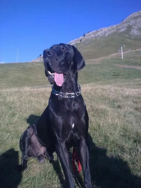 Great Dane #102, a Great Dane in the PetMatch pool
