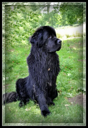 newfoundland #83, a Newfoundland in the PetMatch pool