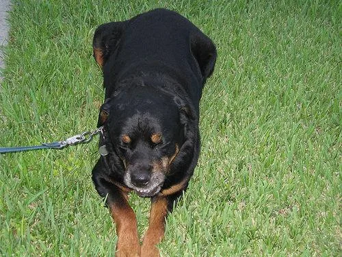 Rottweiler #101, a Rottweiler in the PetMatch pool