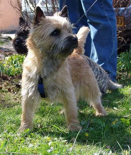 Cairn #95, a Cairn Terrier in the PetMatch pool