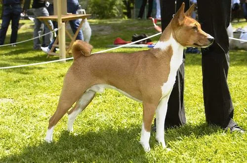 Basenji #118, a Basenji in the PetMatch pool