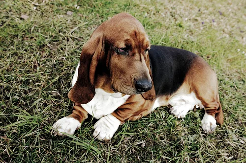 basset hound #1, a Mixed Breed in the PetMatch pool