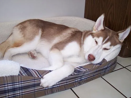 Siberian Husky #105, a Siberian Husky in the PetMatch pool