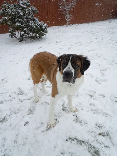 saint bernard #60, a Saint Bernard in the PetMatch pool