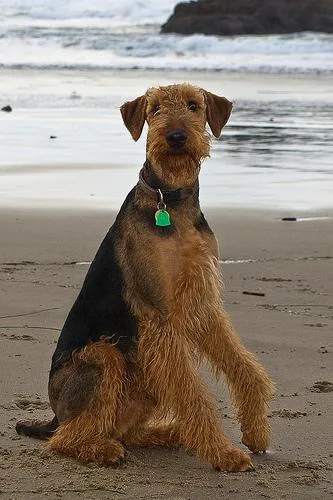 Airedale #13, a Airedale Terrier in the PetMatch pool