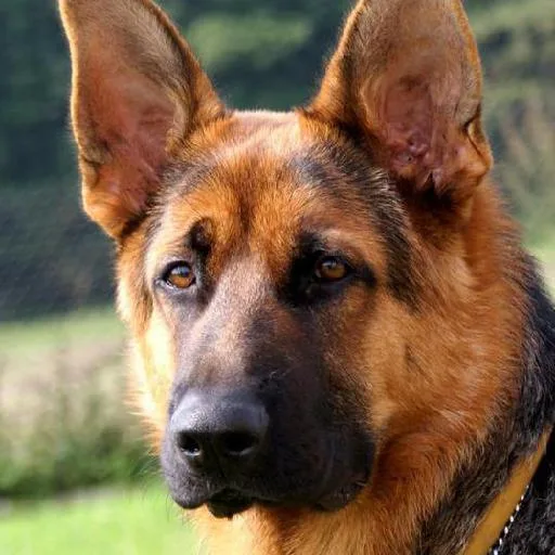 Mixed #4623, a German Shepherd in the PetMatch pool