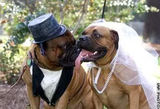 Bull Mastiff #95, a Mastiff in the PetMatch pool