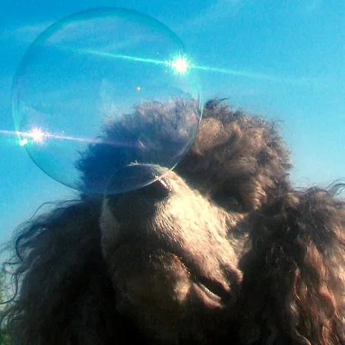Standard Poodle #49, a Poodle in the PetMatch pool