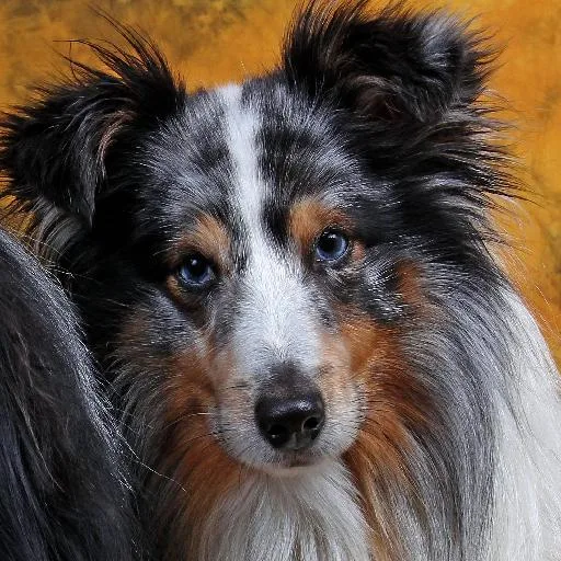 Mixed #1265, a Shetland Sheepdog in the PetMatch pool