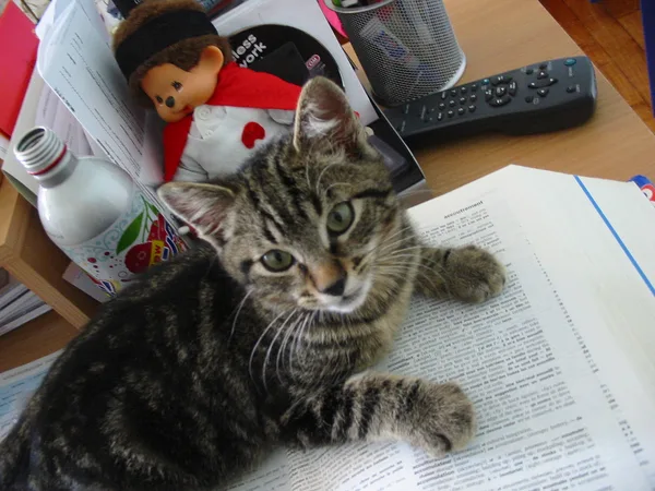 Mixed #5756, a Domestic Shorthair in the PetMatch pool