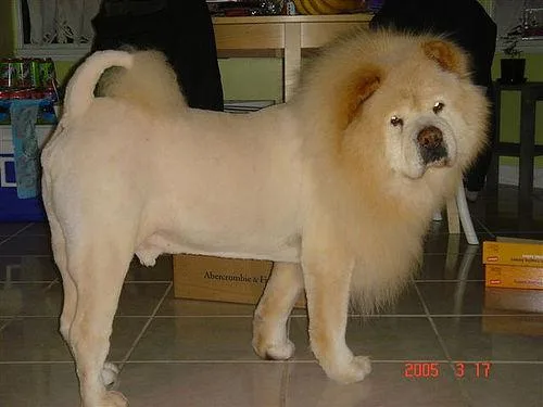 Chow #63, a Chow Chow in the PetMatch pool