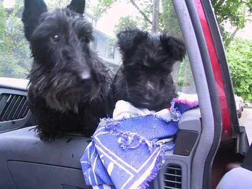 Scotch Terrier #3, a Scottish Terrier in the PetMatch pool