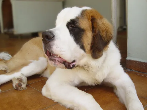 saint bernard #17, a Saint Bernard in the PetMatch pool