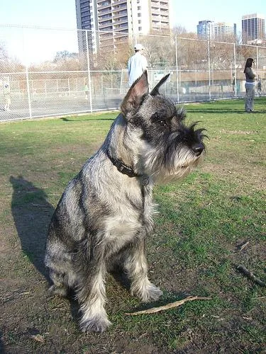 Standard Schnauzer #13, a Standard Schnauzer in the PetMatch pool