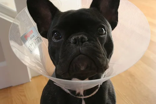 French Bulldog #70, a French Bulldog in the PetMatch pool