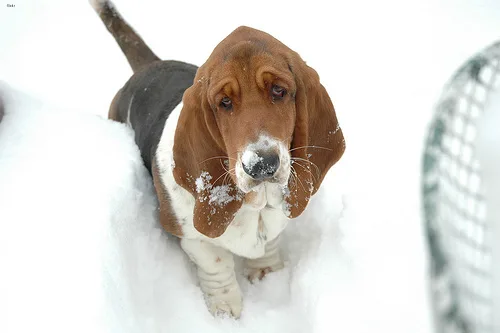 basset hound #24, a Basset Hound in the PetMatch pool