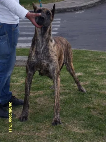 Great Dane #71, a Great Dane in the PetMatch pool