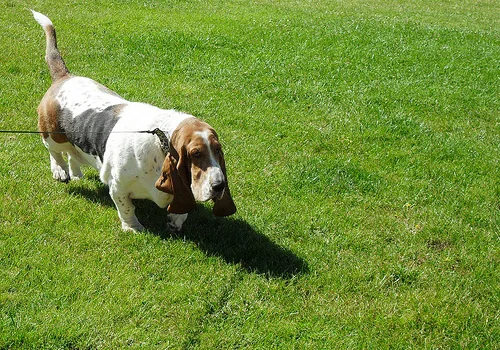 basset hound #32, a Basset Hound in the PetMatch pool