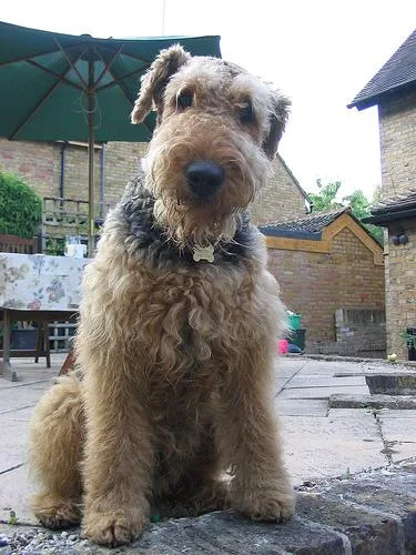 Airedale #110, a Airedale Terrier in the PetMatch pool