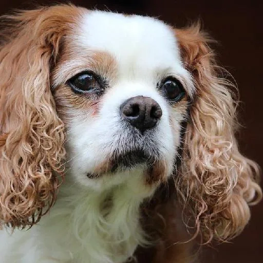 Mixed #2116, a Cavalier King Charles Spaniel in the PetMatch pool