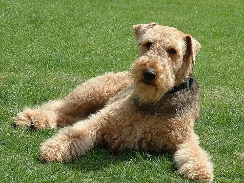 Airedale #98, a Airedale Terrier in the PetMatch pool
