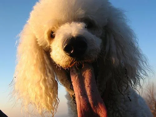 Standard Poodle #74, a Poodle in the PetMatch pool