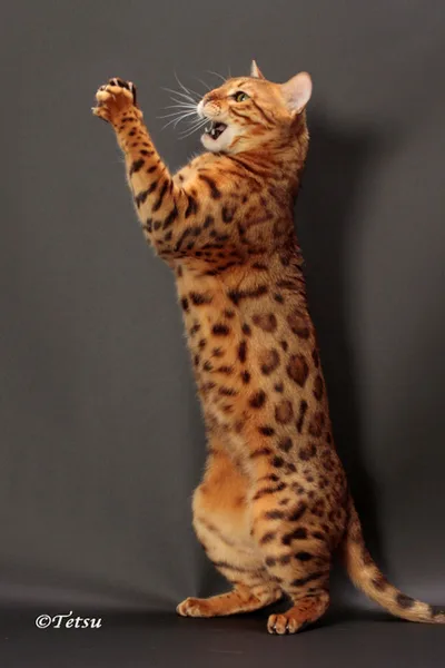 Bengal #1, a Mixed Breed Cat in the PetMatch pool