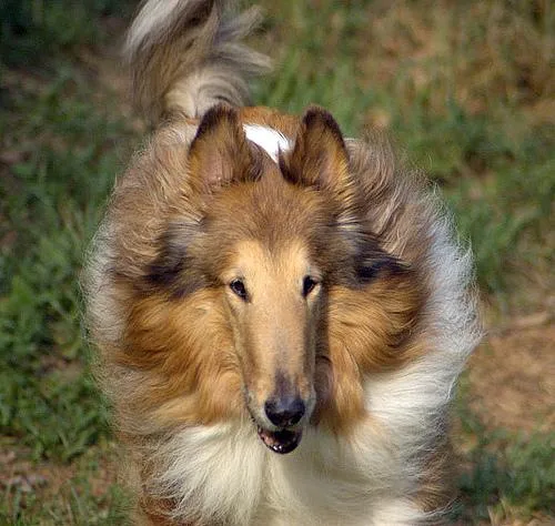 Collie #83, a Collie in the PetMatch pool