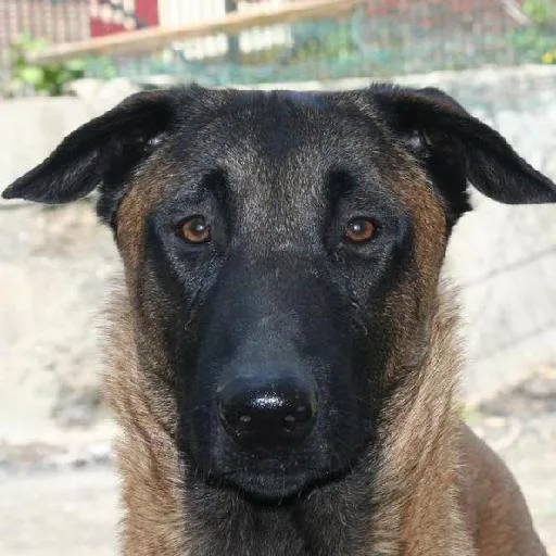 Mixed #5654, a Belgian Malinois in the PetMatch pool