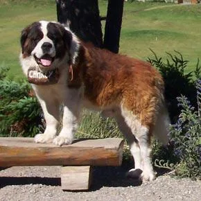 Saint Bernard #56, a Saint Bernard in the PetMatch pool
