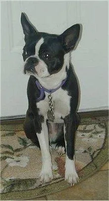 Boston Bull #114, a Boston Terrier in the PetMatch pool