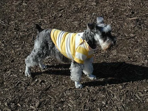 Miniature Schnauzer #36, a Miniature Schnauzer in the PetMatch pool