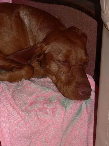 Vizsla #3, a Vizsla in the PetMatch pool