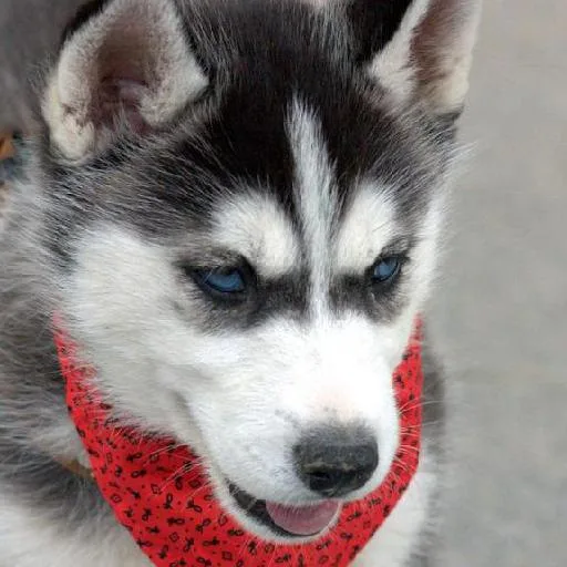 Mixed #3348, a Siberian Husky in the PetMatch pool