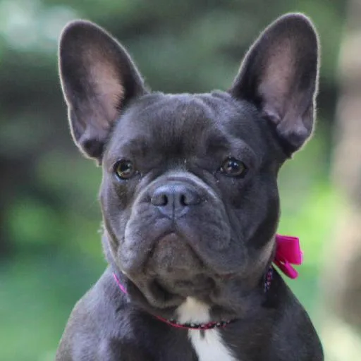 Mixed #4198, a French Bulldog in the PetMatch pool