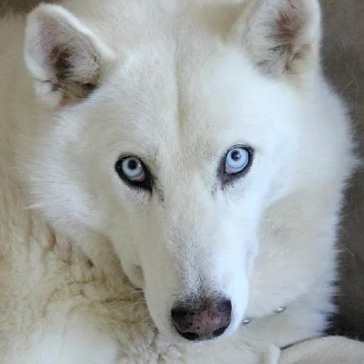 Mixed #4269, a Siberian Husky in the PetMatch pool