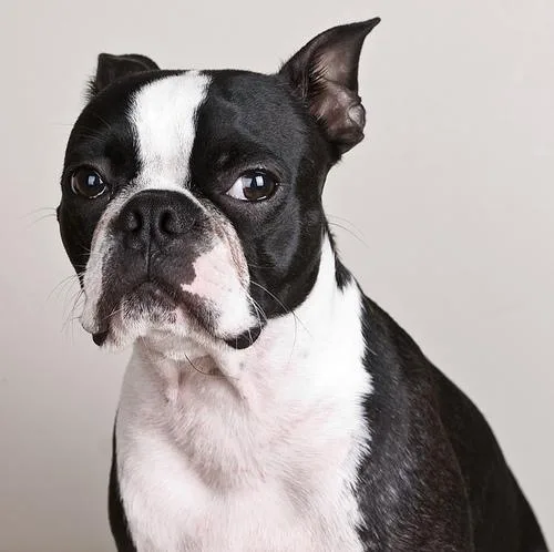 Boston Bull #46, a Boston Terrier in the PetMatch pool