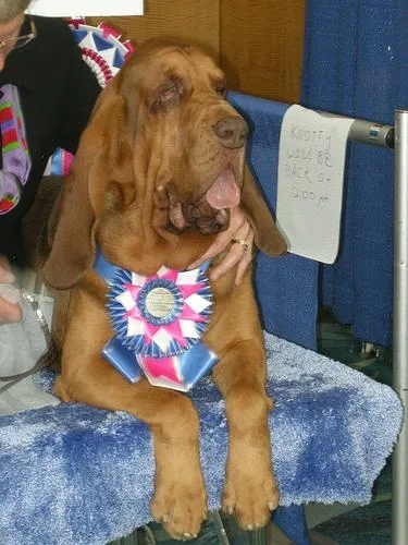 Bloodhound #41, a Bloodhound in the PetMatch pool