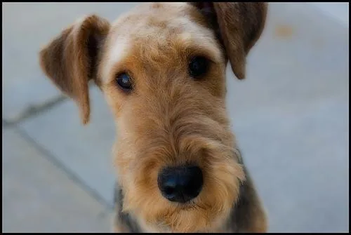Airedale #29, a Airedale Terrier in the PetMatch pool