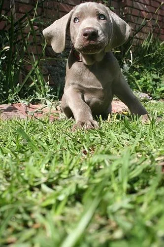 Weimaraner #6, a Weimaraner in the PetMatch pool