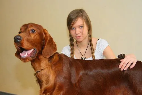Irish Setter #106, a Irish Setter in the PetMatch pool