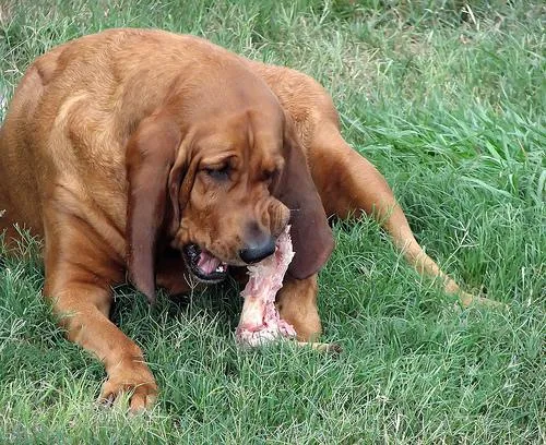 Bloodhound #103, a Bloodhound in the PetMatch pool